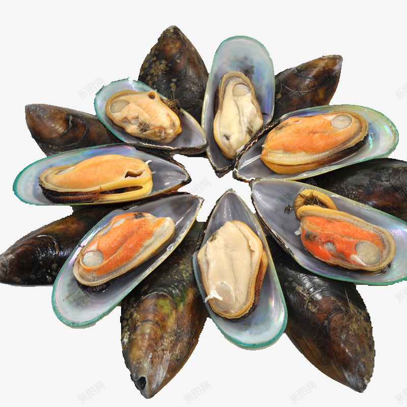 实物青口贝海鲜店铺促销png免抠素材_新图网 https://ixintu.com 产品实物 免扣 商业促销 海鲜 美食 贝壳 青口贝