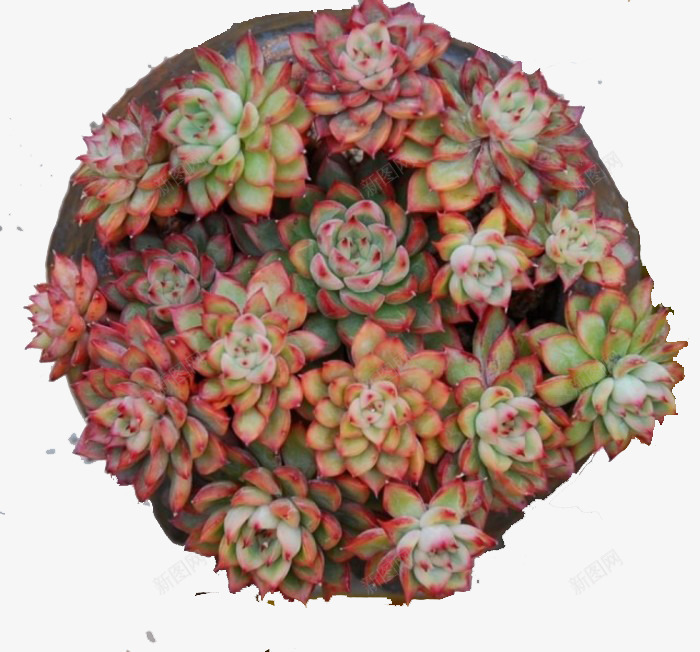 黑盆中的多肉组合png免抠素材_新图网 https://ixintu.com 多肉 多肉植物 多肉组合 实物 植物 盆栽 黑色盆