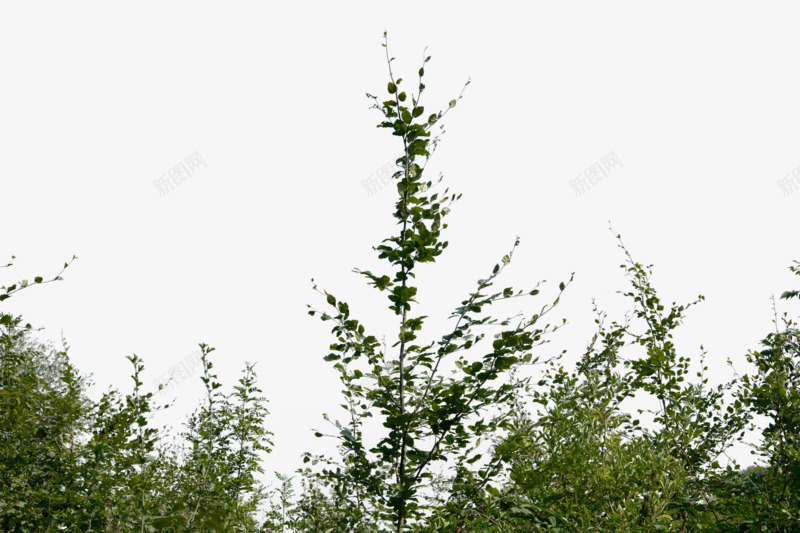 树叶实景白色底绿色夏季png免抠素材_新图网 https://ixintu.com 夏季 实景 树叶 白色 绿色