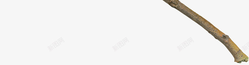 枯萎的树枝png免抠素材_新图网 https://ixintu.com 枯萎 树干 树木 树枝