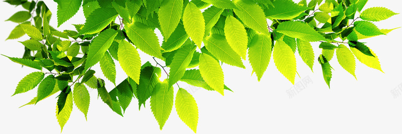 清新夏季阳光树叶png免抠素材_新图网 https://ixintu.com 夏季 树叶 清新 阳光