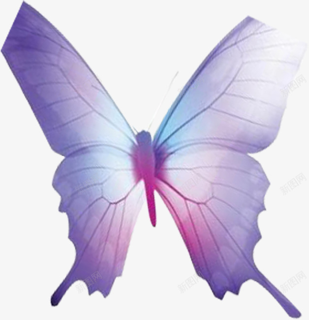 梦幻紫色夏季蝴蝶png免抠素材_新图网 https://ixintu.com 夏季 梦幻 紫色 蝴蝶
