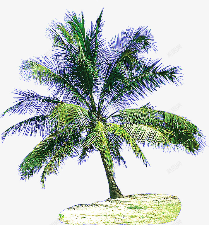 绿色清新夏季椰树png免抠素材_新图网 https://ixintu.com 夏季 椰树 清新 绿色
