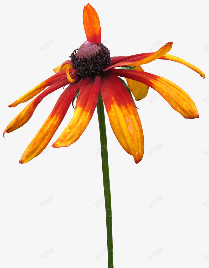 秋天调谢的花朵png免抠素材_新图网 https://ixintu.com 秋天花朵 花卉 落花