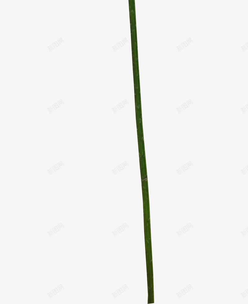 秋天调谢的花朵png免抠素材_新图网 https://ixintu.com 秋天花朵 花卉 落花