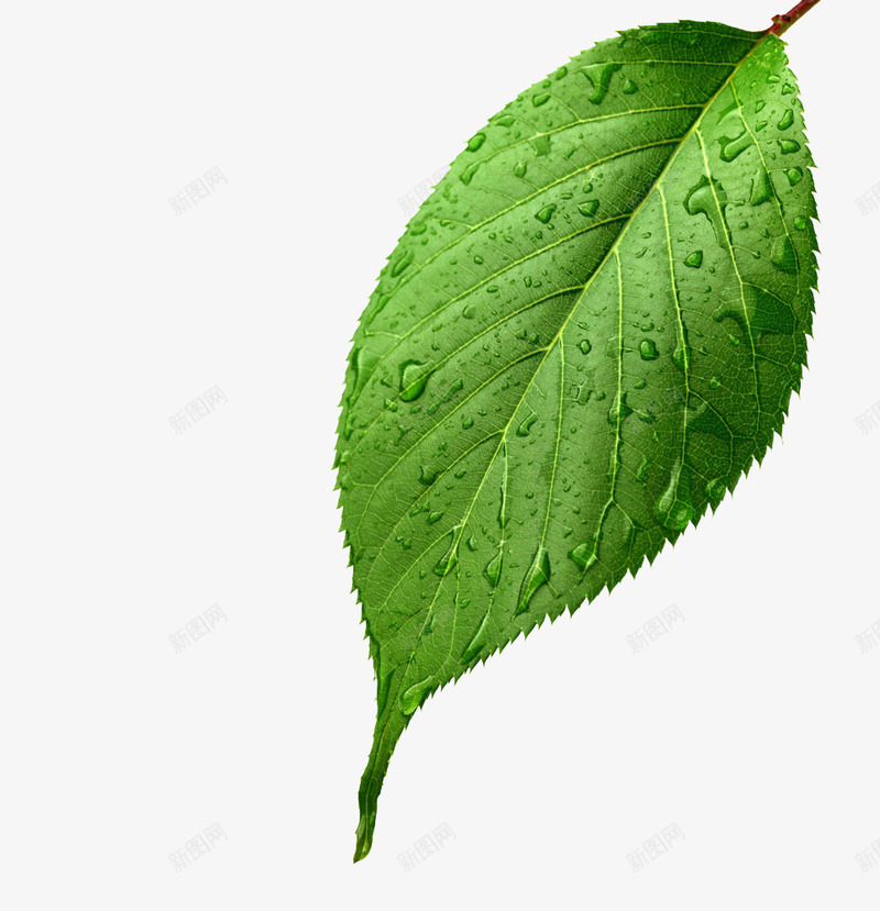 苹果叶 苹果叶png免抠素材_新图网 https://ixintu.com 绿色 苹果 苹果叶 雨点