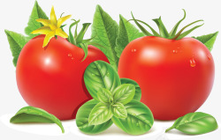 精美有机蔬菜西红柿矢量图素材