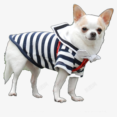 穿衣服的宠物狗png免抠素材_新图网 https://ixintu.com 吉娃娃 宠物 穿衣服的狗
