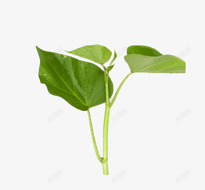 绿色的菜苗png免抠素材_新图网 https://ixintu.com 新鲜 绿色 菜苗 蔬菜