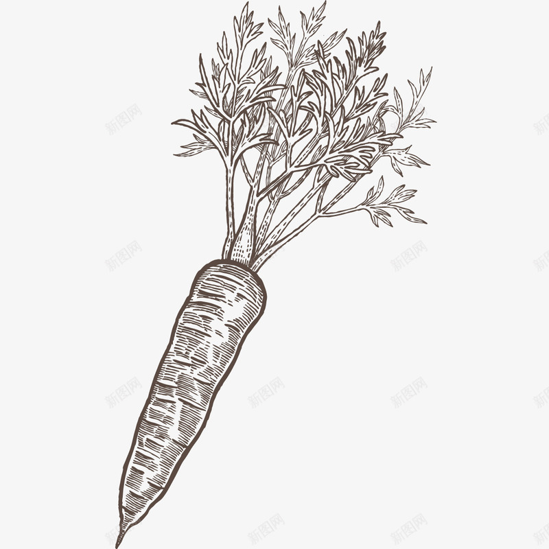 素描胡萝卜png免抠素材_新图网 https://ixintu.com png图形 植物 胡萝卜 蔬菜 装饰 食物