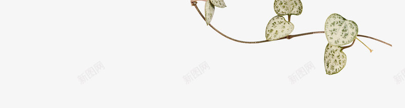 爬山虎叶子png免抠素材_新图网 https://ixintu.com 叶子 叶茎 弯曲 心形 曲线 爬山虎 白色爬山虎