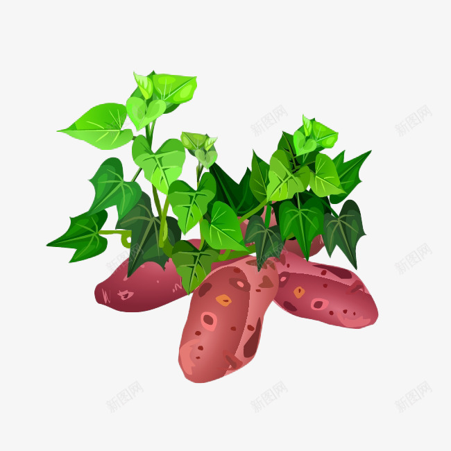 卡通红薯红薯叶插画png免抠素材_新图网 https://ixintu.com 卡通 插图 插画 植物 百科 红薯 红薯卡通 红薯叶 红薯苗 蔬菜