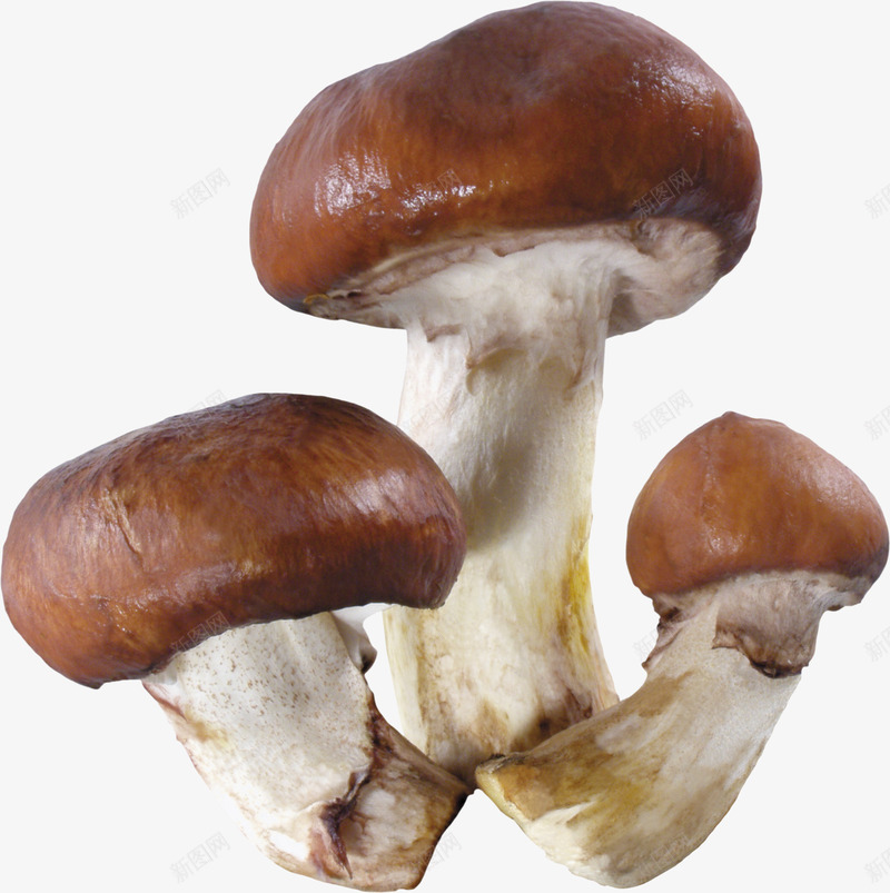 菇类食物png免抠素材_新图网 https://ixintu.com 菇类 蔬菜 蘑菇 食材 香菇