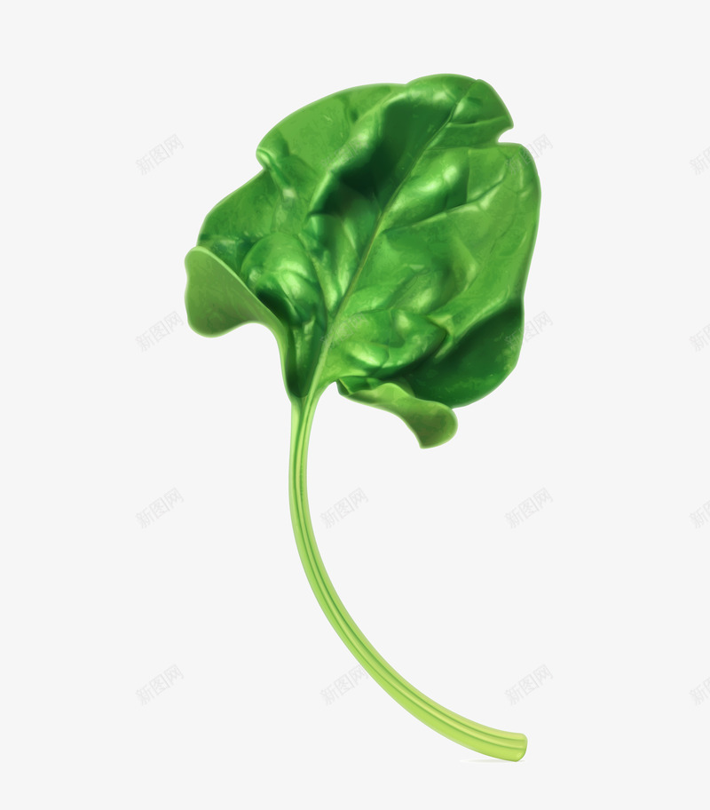 绿色蔬菜菠菜叶png免抠素材_新图网 https://ixintu.com 矢量蔬菜 绿色蔬菜 菠菜叶 蔬菜