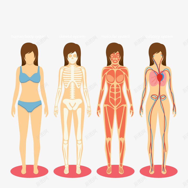 女性身体png免抠素材_新图网 https://ixintu.com 心脏 肌肉 身体 骨架
