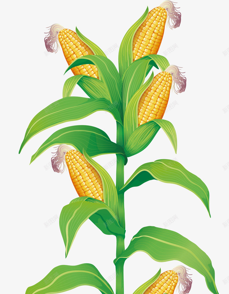香甜的玉米png免抠素材_新图网 https://ixintu.com 有机蔬菜 洗蔬菜 矢量源文件