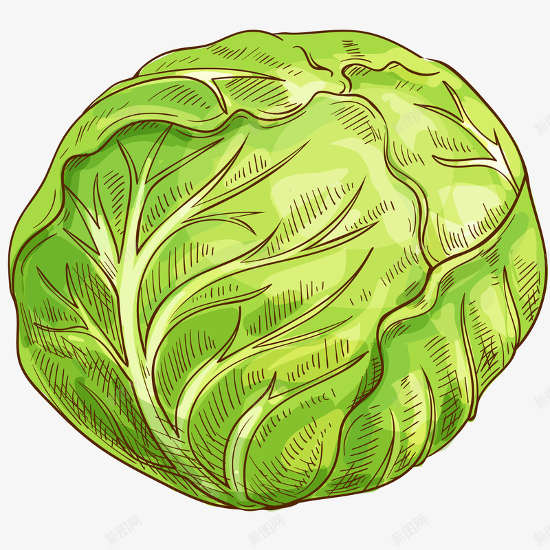 新鲜卷心菜插画矢量图ai免抠素材_新图网 https://ixintu.com 京包菜 免抠PNG 包心白菜 包心菜 新鲜卷心菜矢量插画 白菜 矢量图 蔬菜 高丽菜