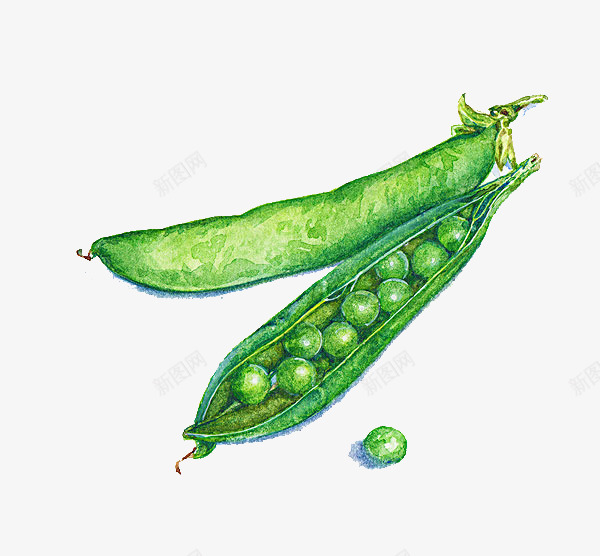 豌豆荚水彩画png免抠素材_新图网 https://ixintu.com 手绘 新鲜 有机蔬菜 绿色蔬菜 蔬菜 豌豆荚