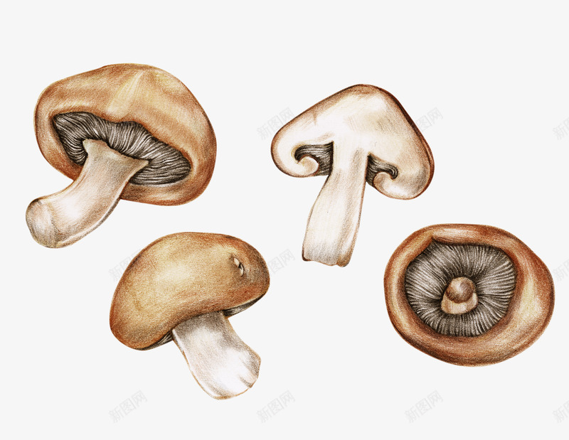 手绘卡通蔬菜香菇png免抠素材_新图网 https://ixintu.com 动漫 动画 卡通 手绘 海报设计 蔬菜 香菇