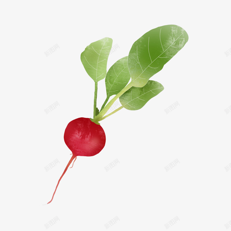 蔬菜水果胡萝卜水萝卜元素png免抠素材_新图网 https://ixintu.com 水果 水萝卜 萝卜 蔬菜