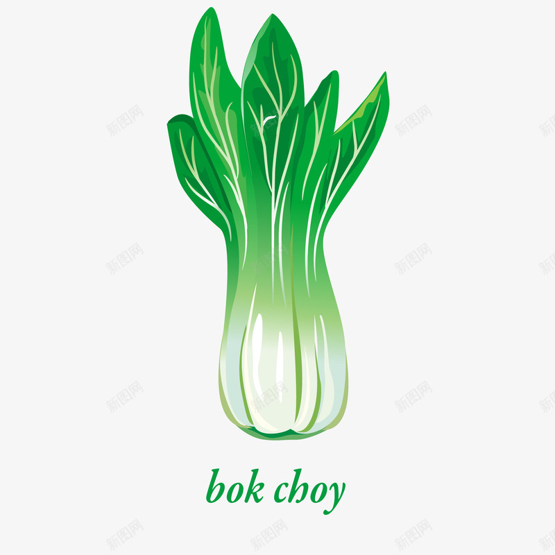 白菜蔬菜植物矢量图ai免抠素材_新图网 https://ixintu.com 卡通 植物设计 白菜 菜市场 蔬菜设计 食材 矢量图