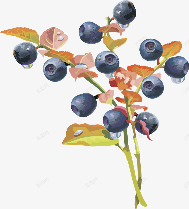 水果灯笼果蓝莓蓝莓矢量图ai免抠素材_新图网 https://ixintu.com 樱桃 水果 水果矢量图灯笼果 水果矢量图灯笼果樱桃车厘子 水果矢量图灯笼果蓝莓 灯笼果 蓝莓 蔓越莓 矢量图