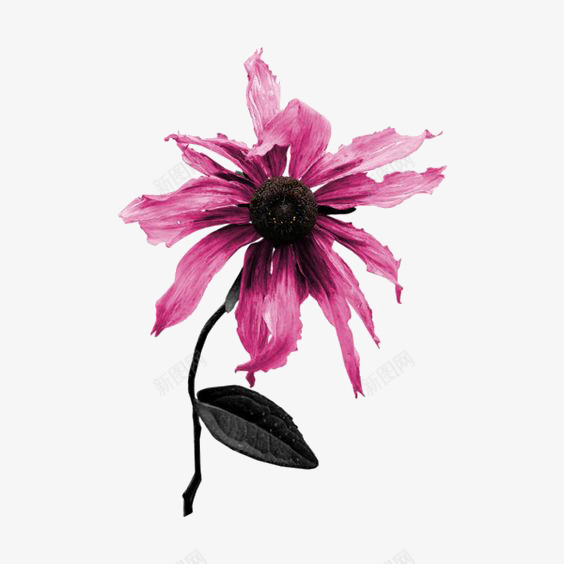 枯萎的花朵png免抠素材_新图网 https://ixintu.com 凋谢的花朵 小花 水墨花朵 水彩花朵 花朵免扣PNG 花朵素材 花朵装饰