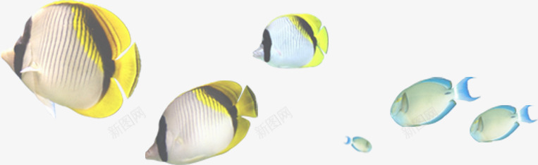 夏日海报鱼群效果卡通png免抠素材_新图网 https://ixintu.com 卡通 夏日 效果 海报 鱼群
