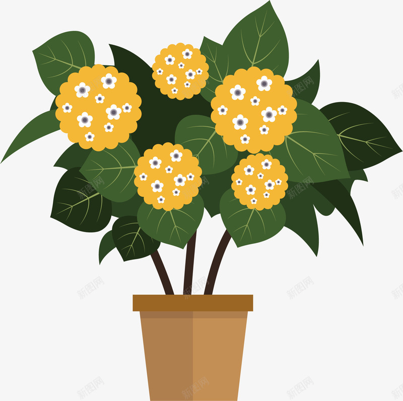 盆栽菊花png免抠素材_新图网 https://ixintu.com 室内盆栽 小盆栽 植物盆栽 盆栽 盆栽花 绿色盆栽 菊花