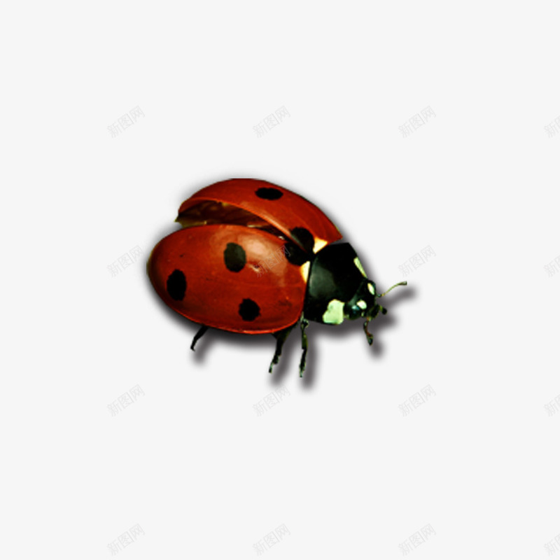 昆虫png免抠素材_新图网 https://ixintu.com 七星瓢虫 昆虫 爬行 翅膀 腿 虫子 触角 飞翔