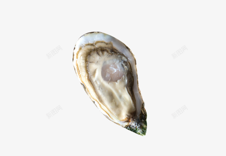 开壳的生蚝png免抠素材_新图网 https://ixintu.com 开壳生蚝实物 新鲜牡蛎 烤生蚝 生蚝实物