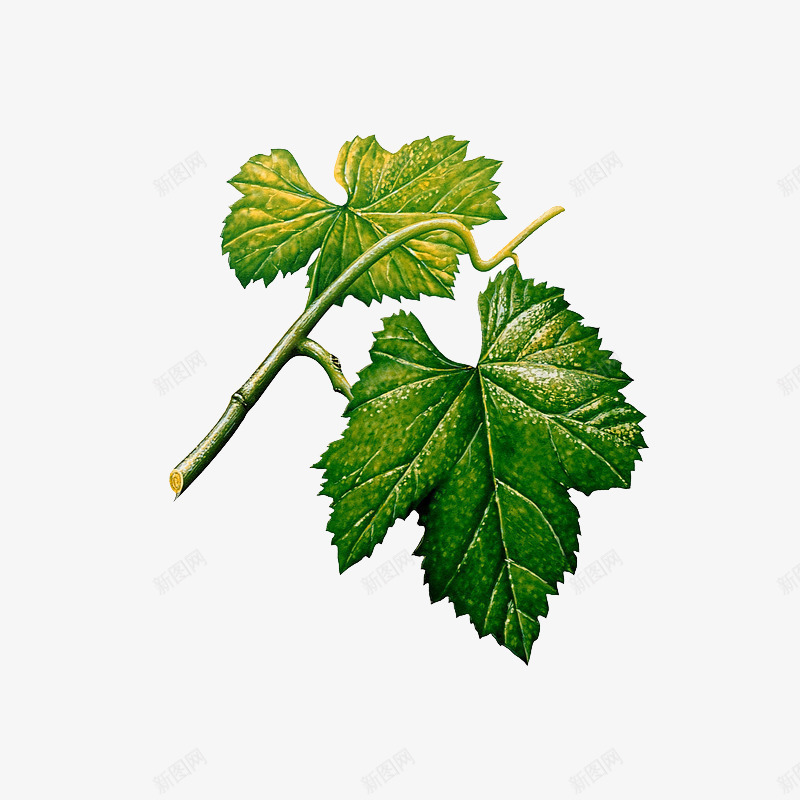 葡萄叶png免抠素材_新图网 https://ixintu.com 植物 绿色 葡萄叶