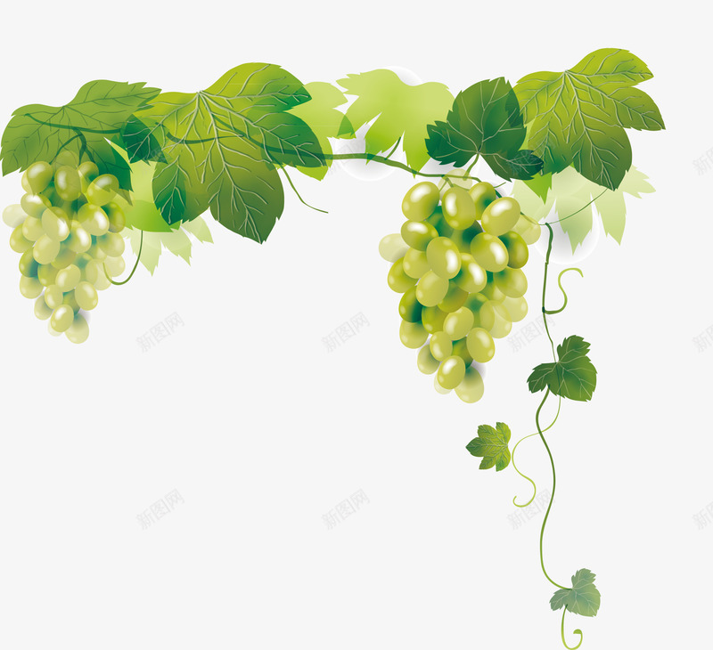 葡萄水果卡通水果png免抠素材_新图网 https://ixintu.com 卡通 水果 葡萄