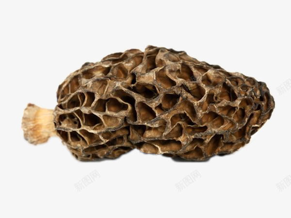野生干货羊肚菌png免抠素材_新图网 https://ixintu.com 实物 羊肚菌 野生 食品