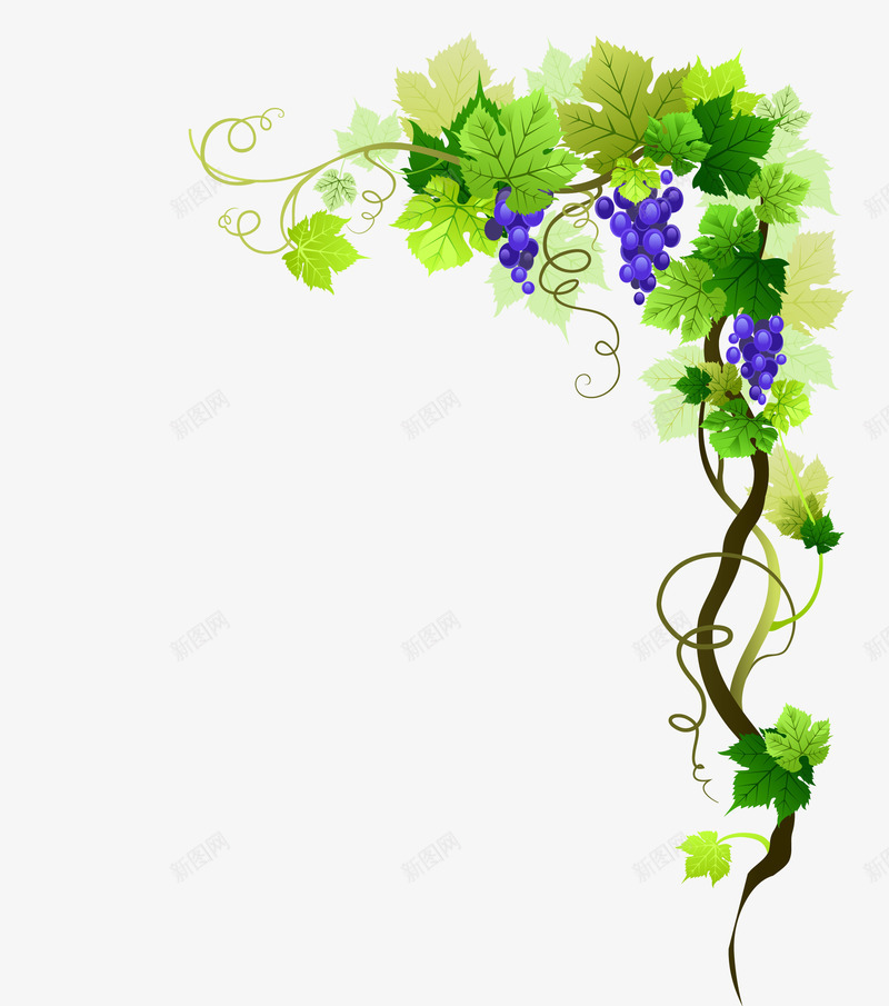 爬藤植物葡萄png免抠素材_新图网 https://ixintu.com 卡通 卡通提子 叶藤植物 植物 植物矢量 爬藤 爬藤植物 矢量植物 矢量葡萄 花藤植物 葡萄 葡萄矢量