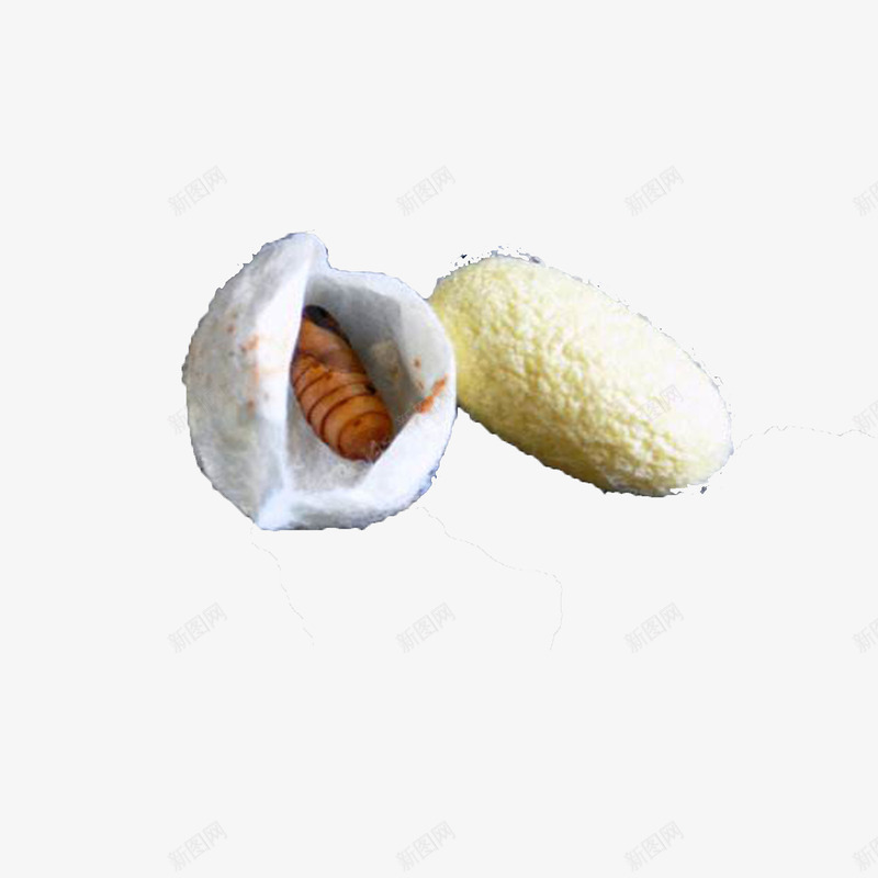 蚕宝宝蚕蛹png免抠素材_新图网 https://ixintu.com 白色 蚕 蚕宝宝 蚕蛹