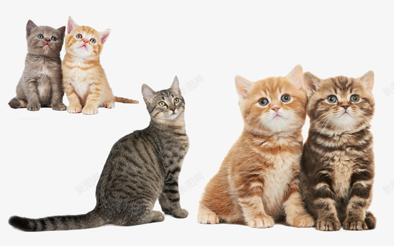 可爱的小猫咪png免抠素材_新图网 https://ixintu.com 动物 宠物 小猫 小花猫 猫 猫咪 黄色的猫