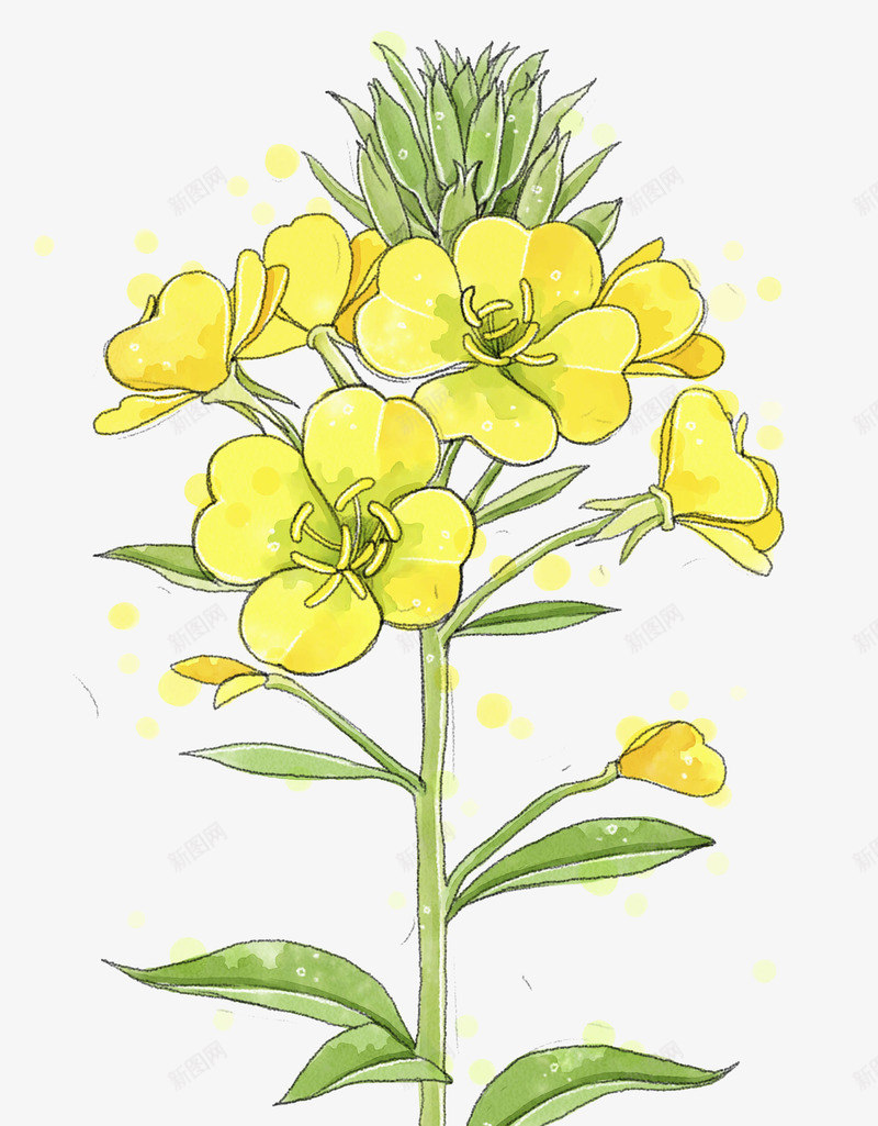 油菜花瓣png免抠素材_新图网 https://ixintu.com 免抠PNG 卡通 手绘 油菜花 油菜花瓣 花瓣 黄色小花