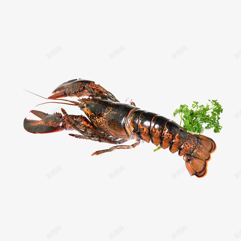 小龙虾广告海报png免抠素材_新图网 https://ixintu.com 广告设计 海鲜食品 澳洲龙虾 美味虾子 虾子设计 麻辣虾 龙虾设计