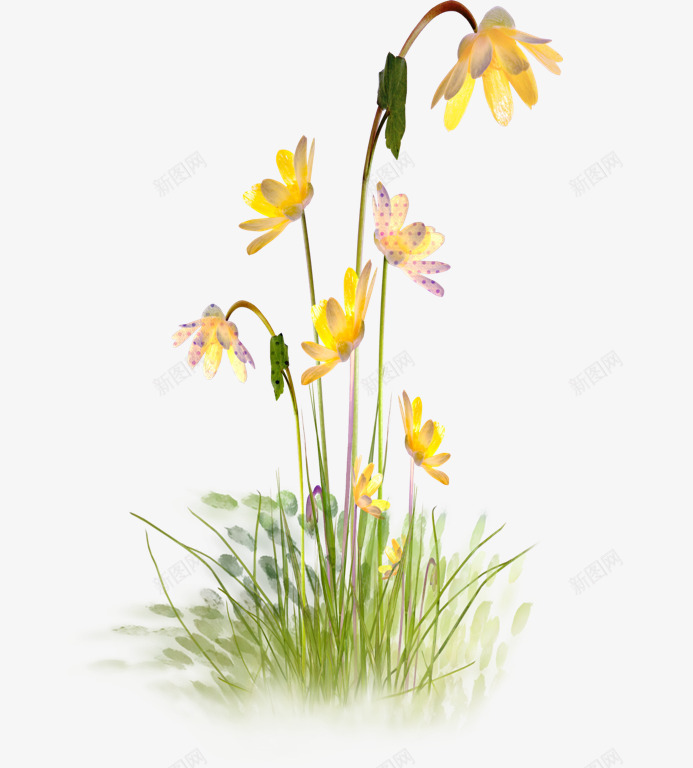 黄色的小花png免抠素材_新图网 https://ixintu.com 小花 小草 彩色 植物 花 花草 草