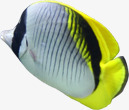 摄影夏日海底海洋鱼png免抠素材_新图网 https://ixintu.com 夏日 摄影 海底 海洋 设计