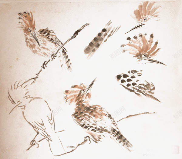 枝头鸟png免抠素材_新图网 https://ixintu.com 中国古代画 仿古画 手绘小鸟 枝头鸟 画鸟步骤 翅膀 芥子园画鸟 花鸟画 褐色飞鸟 飞鸟