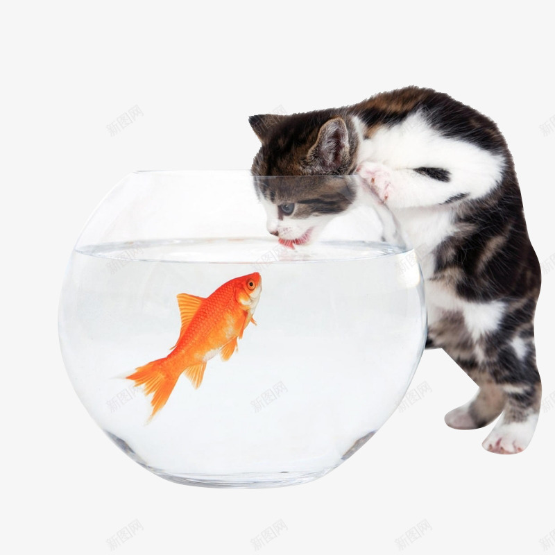 猫和小鱼png免抠素材_新图网 https://ixintu.com 可爱小猫 对视 玻璃鱼缸 红金鱼