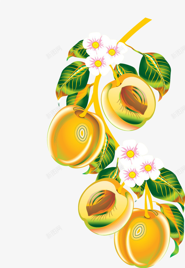 黄皮果花边png免抠素材_新图网 https://ixintu.com 美化 花边 衣服图案 装修 设计图案