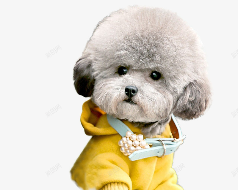 可爱卡通穿衣服小狗png免抠素材_新图网 https://ixintu.com PNG 卡通 可爱 宠物 小狗