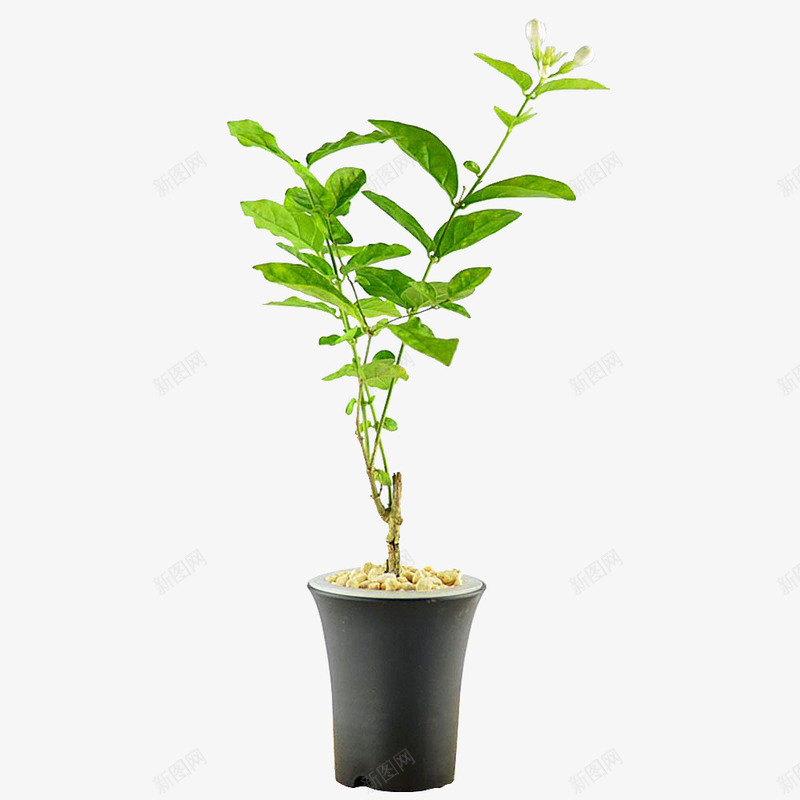 茉莉花盆栽png免抠素材_新图网 https://ixintu.com 小型盆栽 白色 绿叶 花苞 茉莉花 软装素材 黑色万象盆
