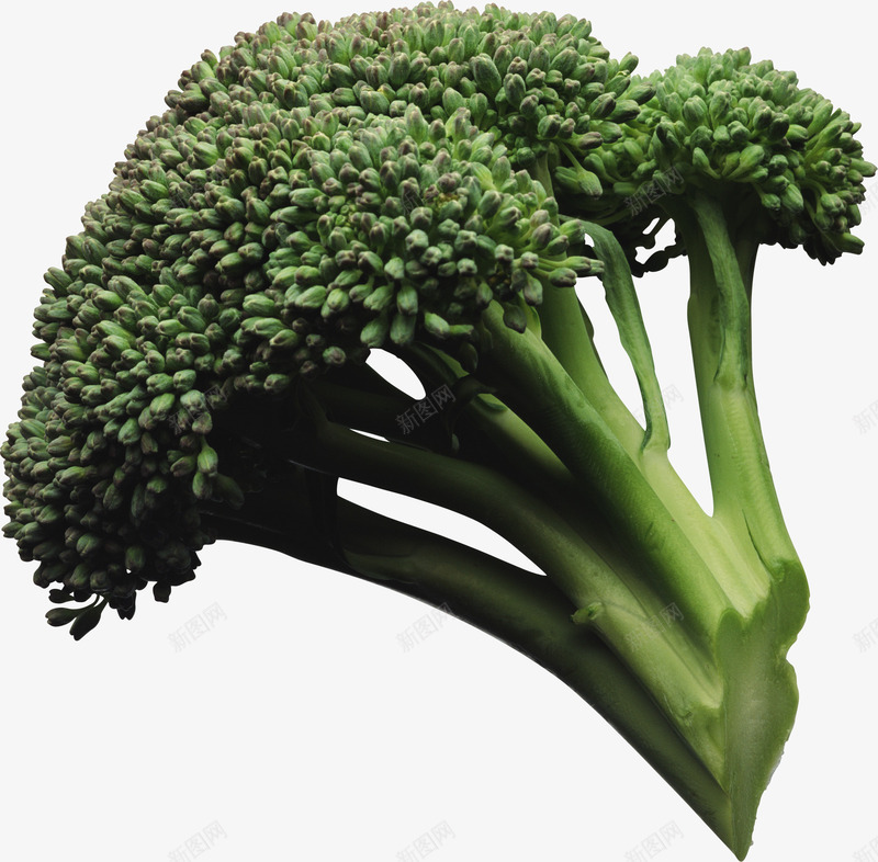 新鲜西蓝花png免抠素材_新图网 https://ixintu.com 新鲜 素材