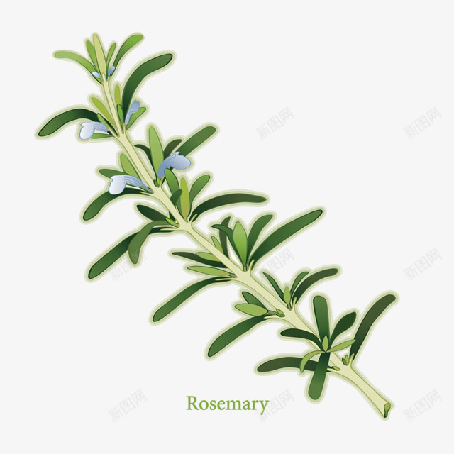 手绘新鲜绿色开花的迷迭香插画免png免抠素材_新图网 https://ixintu.com 开花 手绘 手绘新鲜绿色开花的迷迭香插画免抠免费下载 手绘迷迭香 插画 植物 草本 调料 迷迭香 食物 香料