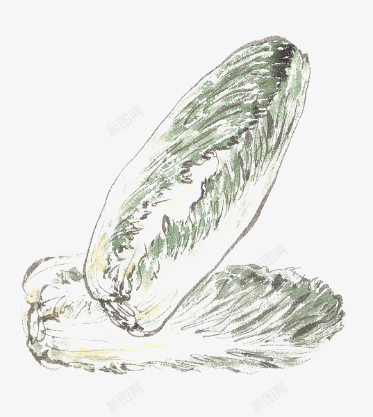 手绘2颗白菜png免抠素材_新图网 https://ixintu.com 手绘 新鲜 有机蔬菜 水墨 白菜 绿色蔬菜 蔬菜