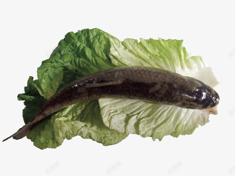 生菜包草鱼png免抠素材_新图网 https://ixintu.com 新鲜 生菜 草鱼矢量 菜场 食材